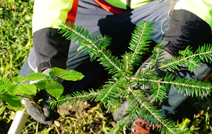 Ein Forstwirt steckt eine Nadelbaum-Jungpflanze in den Waldboden.